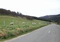 Perth-Aviemore, overzicht dag3, (149)